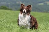 BORDER COLLIE 516